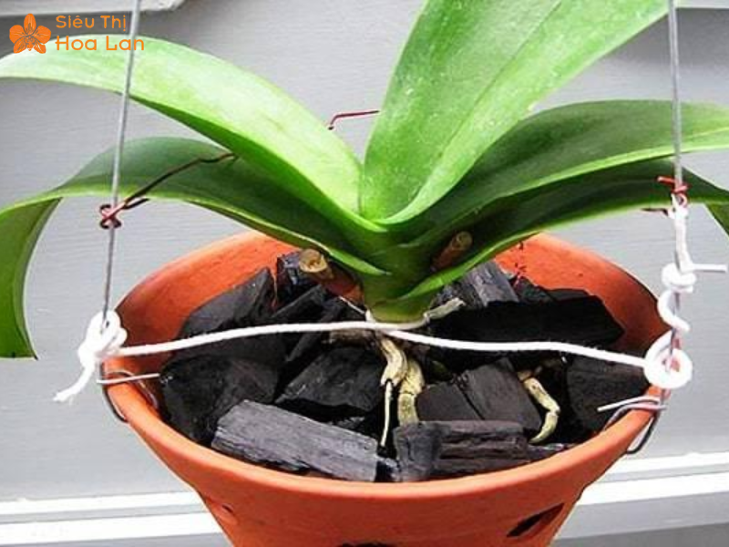 Lan Hồ Điệp Bị Nứt Lá Nguyên Nhân, Cách Nhận Diện Và Chăm Sóc Tại Nhà vị trí đặt lan hồ điệp