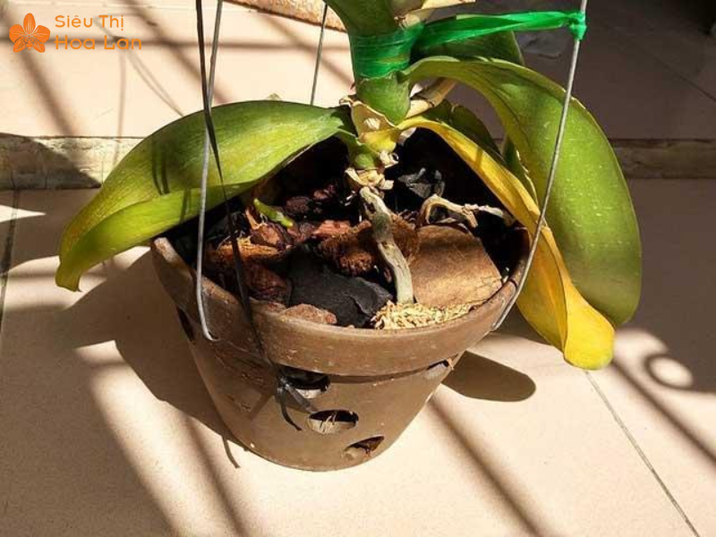 Lan Hồ Điệp Bị Nứt Lá Nguyên Nhân, Cách Nhận Diện Và Chăm Sóc Tại Nhà lan hồ điệp bị sốc nhiệt