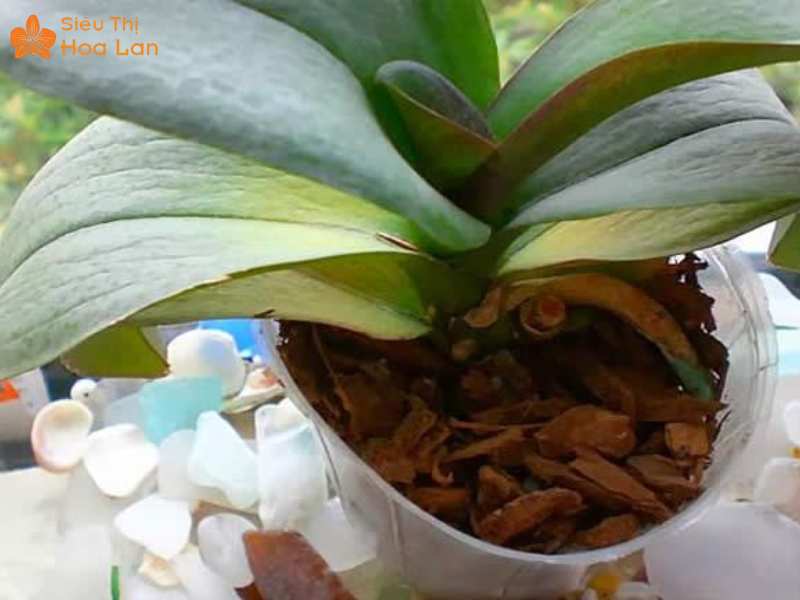 Lan Hồ Điệp Bị Nứt Lá Nguyên Nhân, Cách Nhận Diện Và Chăm Sóc Tại Nhà bón phân sai cho lan