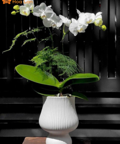 hoa lan hồ điệp trắng nhỏ