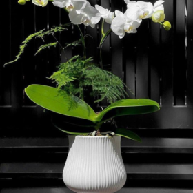 Hoa Lan Trắng Nhỏ Hoa Lan Trắng Nhỏ