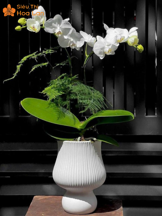 Hoa Lan Trắng Nhỏ hoa lan hồ điệp trắng nhỏ