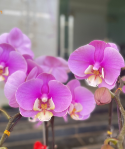 tiểu cảnh hồ điệp hồng anna