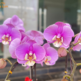 Hồ Điệp Hồng Anna Siêu Bông Vẻ Đẹp Sang Trọng, Quý Phái Tại TPHCM