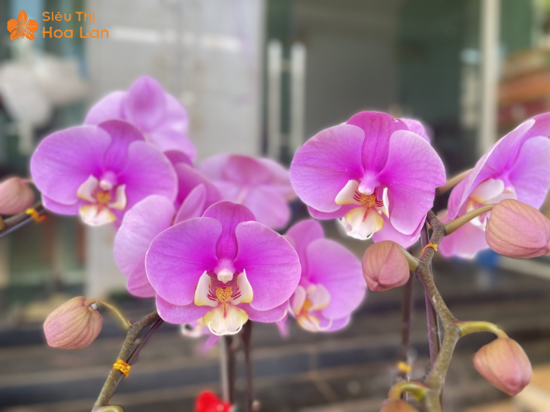 Hồ Điệp Hồng Anna Siêu Bông Vẻ Đẹp Sang Trọng, Quý Phái Tại TPHCM tiểu cảnh hồ điệp hồng anna