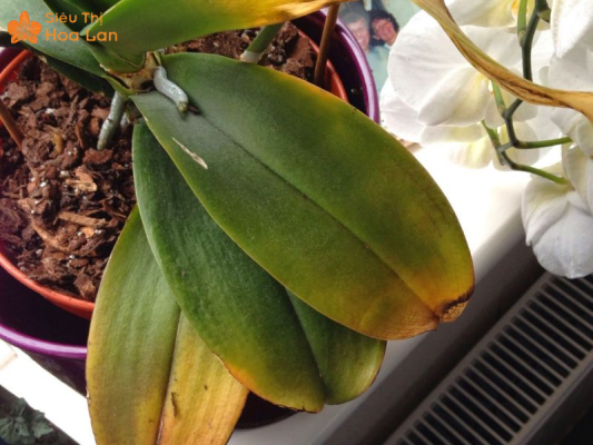 lá hồ điệp mềm do nấm