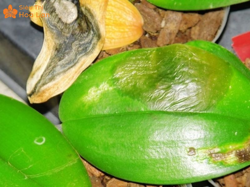 Nguyên nhân lá lan hồ điệp bị mềm, dấu hiệu và cách khắc phục đơn giản lan hồ điệp bị mềm lá