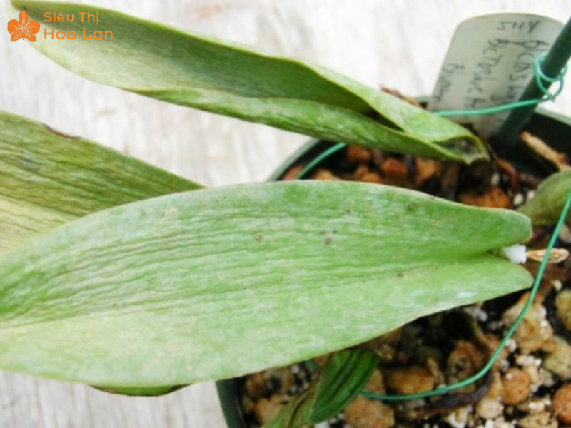 Nguyên nhân lá lan hồ điệp bị nhăn, dấu hiệu và cách xử lý hiệu quả tình trạng bệnh nhăn lá hồ điệp