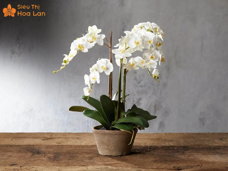 Nguyên nhân lá lan hồ điệp bị nhăn, dấu hiệu và cách xử lý hiệu quả điều chỉnh mức nhiệt phù hợp