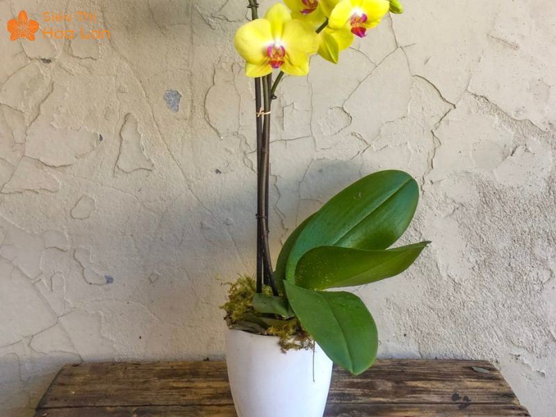 Nguyên nhân lá lan hồ điệp bị nhăn, dấu hiệu và cách xử lý hiệu quả kiểm tra rễ khi tưới nước