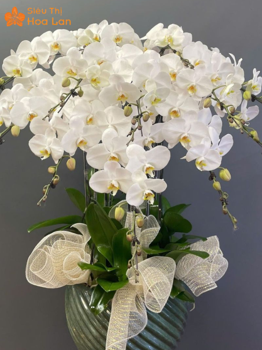 Hoa Lan Trắng Nhỏ đặc điểm hoa lan nhỏ