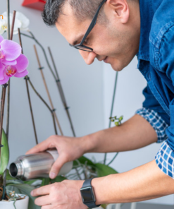 chăm sóc hoa hồ điệp hồng anna