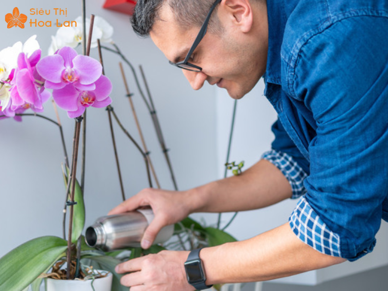 Hồ Điệp Hồng Anna Siêu Bông Vẻ Đẹp Sang Trọng, Quý Phái Tại TPHCM chăm sóc hoa hồ điệp hồng anna