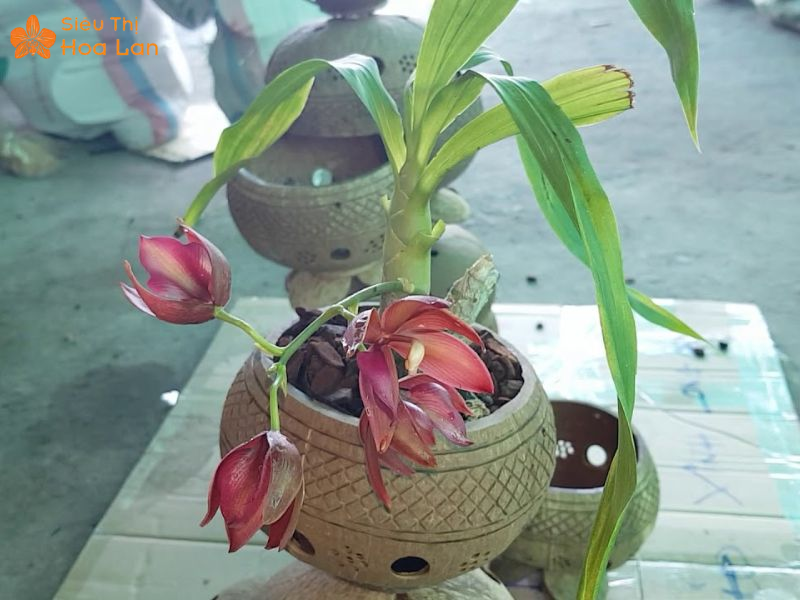 Hướng Dẫn Chi Tiết Cách Làm Chậu Lan Tại Nhà Đẹp Và Đơn Giản Từ A - Z chuẩn bị làm chậu hoa lan