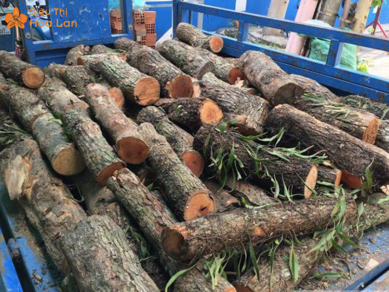 Làm Giỏ Lan Bằng Gỗ Từ A-Z Cực Đơn Giản, Hiệu Quả, Nhanh Chóng Tại Nhà Vú sữa làm chậu gỗ lan