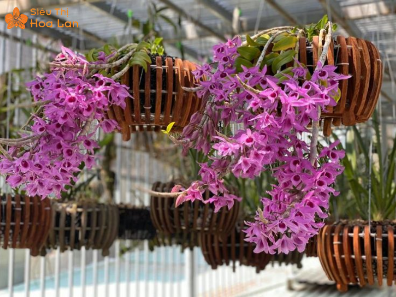 Làm Giỏ Lan Bằng Gỗ Từ A-Z Cực Đơn Giản, Hiệu Quả, Nhanh Chóng Tại Nhà Cách bỏ lan vào giỏ gỗ