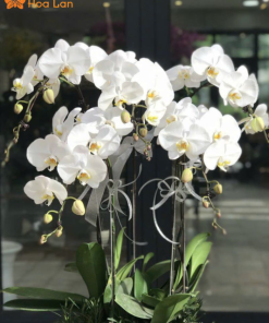 ý nghĩa hoa lan nhỏ trắng