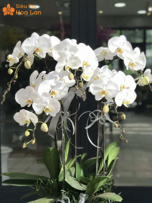 Hoa Lan Trắng Nhỏ ý nghĩa hoa lan nhỏ trắng
