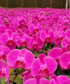 ý nghĩa hoa hồ điệp hồng anna