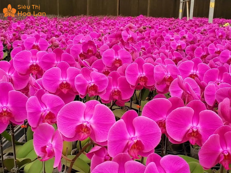 Hồ Điệp Hồng Anna Siêu Bông Vẻ Đẹp Sang Trọng, Quý Phái Tại TPHCM ý nghĩa hoa hồ điệp hồng anna