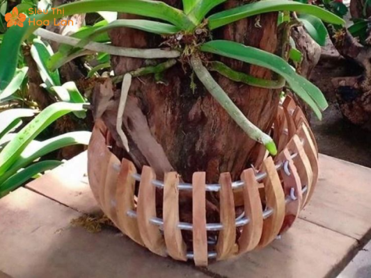 Chậu gỗ tròn phù hợp dáng lan