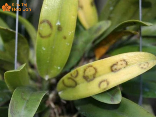 Lan cháy lá do nấm