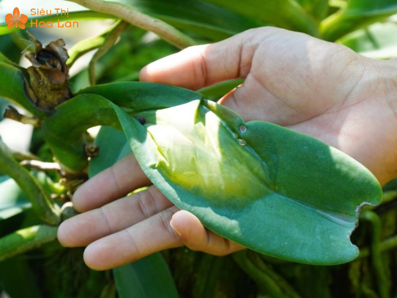 Lan Hồ Điệp Bị Cháy Lá Biểu Hiện, Nguyên Nhân Và Giải Pháp Để Xử Lý Lan cháy lá do nắng