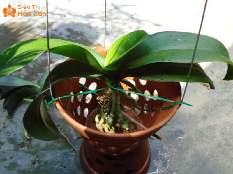 Lan Hồ Điệp Bị Cháy Lá Biểu Hiện, Nguyên Nhân Và Giải Pháp Để Xử Lý Lan cháy lá do đổi chỗ ở