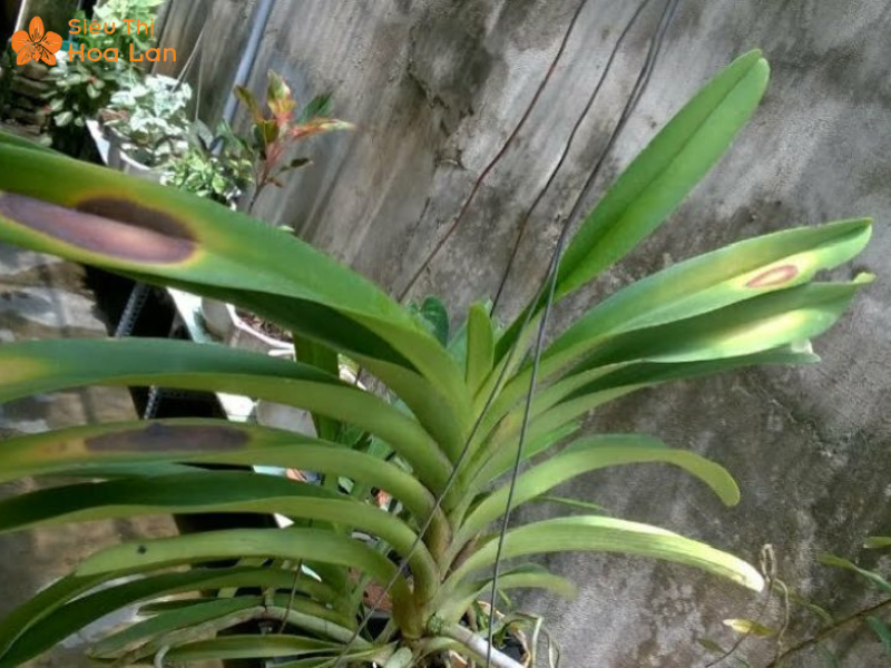 Lan Hồ Điệp Bị Cháy Lá Biểu Hiện, Nguyên Nhân Và Giải Pháp Để Xử Lý Tác hại khi lan bị cháy lá