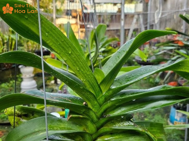 Lan Hồ Điệp Bị Cháy Lá Biểu Hiện, Nguyên Nhân Và Giải Pháp Để Xử Lý Phương pháp khắc phục lan cháy lá