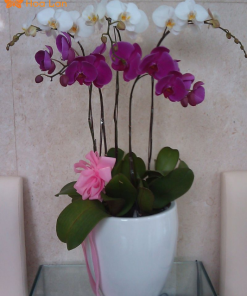 địa chỉ mua hoa lan