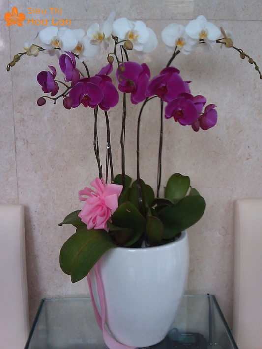 Hoa Lan Trắng Nhỏ địa chỉ mua hoa lan