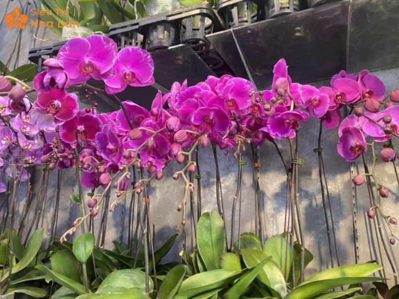 Lan Hồ Điệp Bị Cháy Lá Biểu Hiện, Nguyên Nhân Và Giải Pháp Để Xử Lý Cách chăm lan hồ điệp