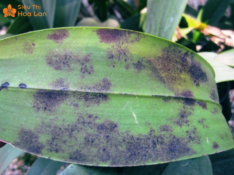Lan Hồ Điệp Bị Đốm Lá Biểu Hiện, Nguyên Nhân Và Cách Trị Đơn Giản Bệnh đốm đen trên lá ở lan