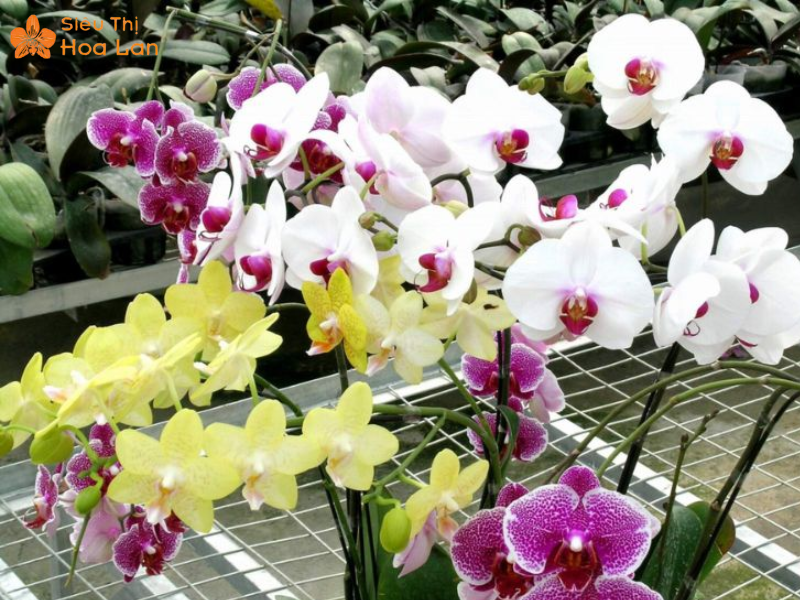  Xử lý đốm bằng chế phẩm