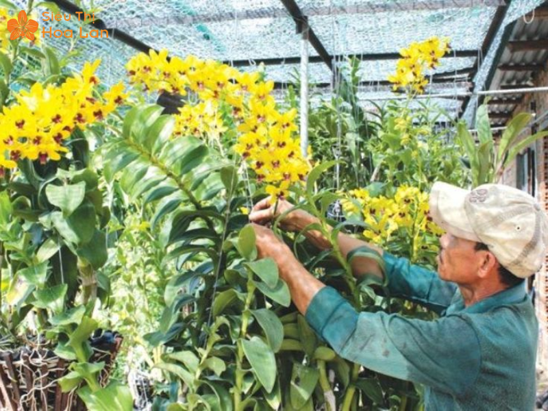 Xử lý đốm đen thủ công