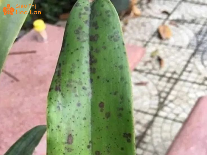  Lan hồ điệp dễ bị đốm