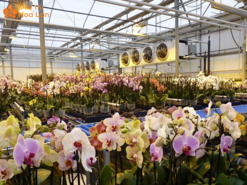 Biện pháp ngừa đốm trên lá