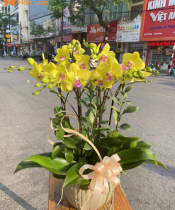 lan hồ điệp tím 7 cành