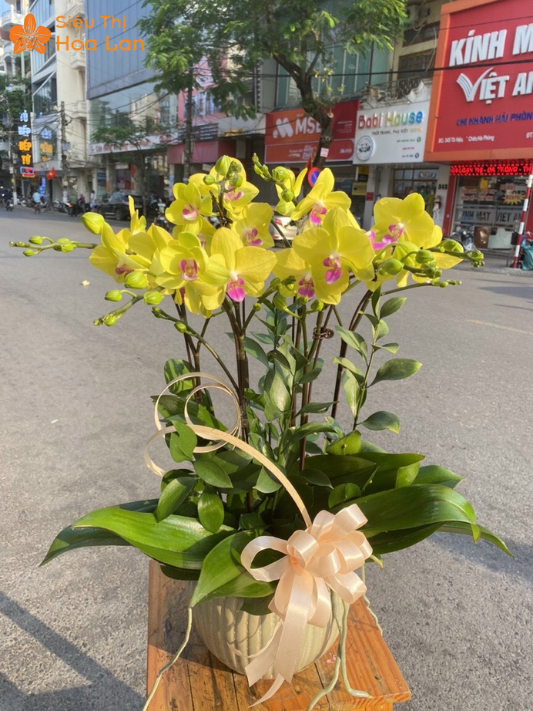 Lan Hồ Điệp 7 Cây lan hồ điệp tím 7 cành