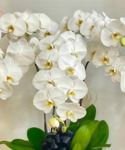 Giá Chậu Lan Hồ Điệp 20 Cành hoa hồ điệp màu trắng tinh khôi