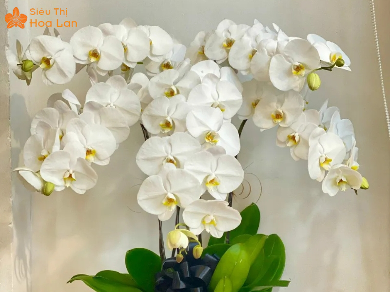 Giá Chậu Lan Hồ Điệp 20 Cành hoa hồ điệp màu trắng tinh khôi