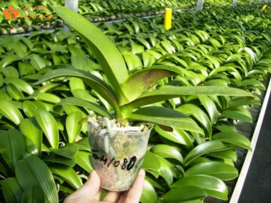 chăm bón lan hồ điệp non