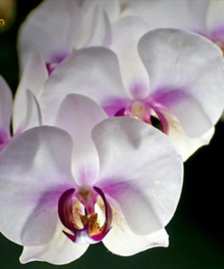 Ý nghĩa của hoa lan hồ điệp