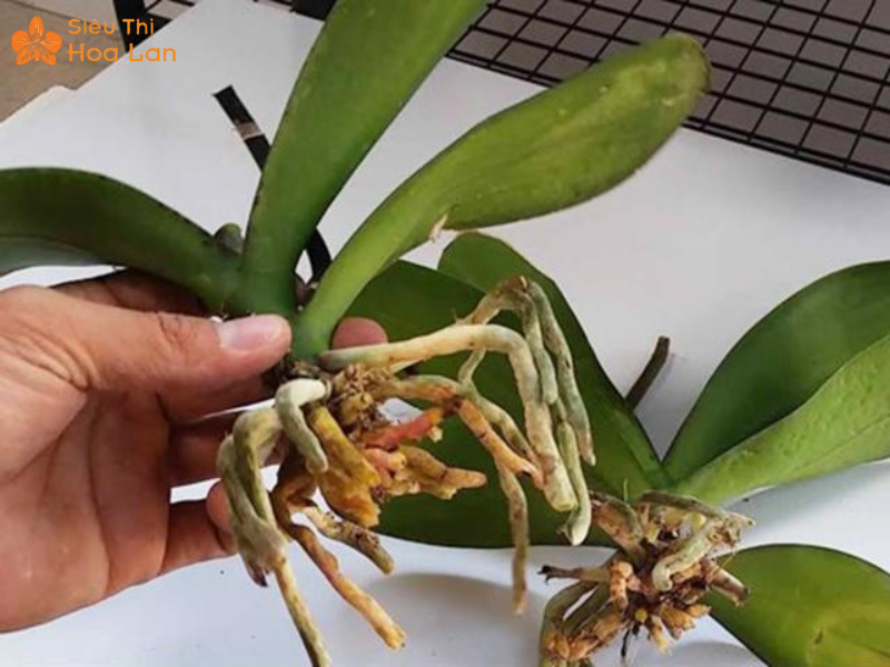 Lý do lan không ra hoa