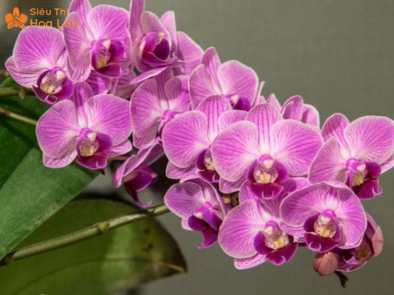 Dịp kích ra hoa lan