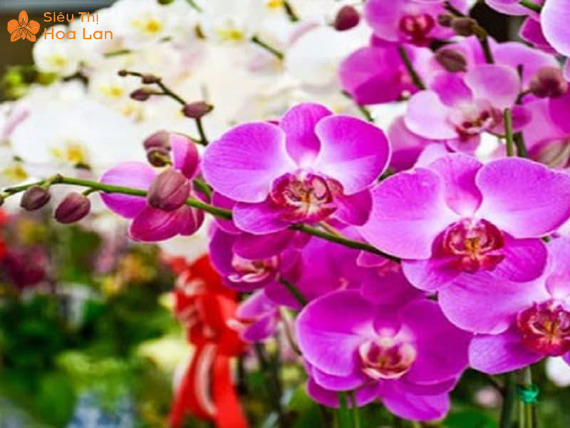 Xử lý lan hồ điệp lạnh