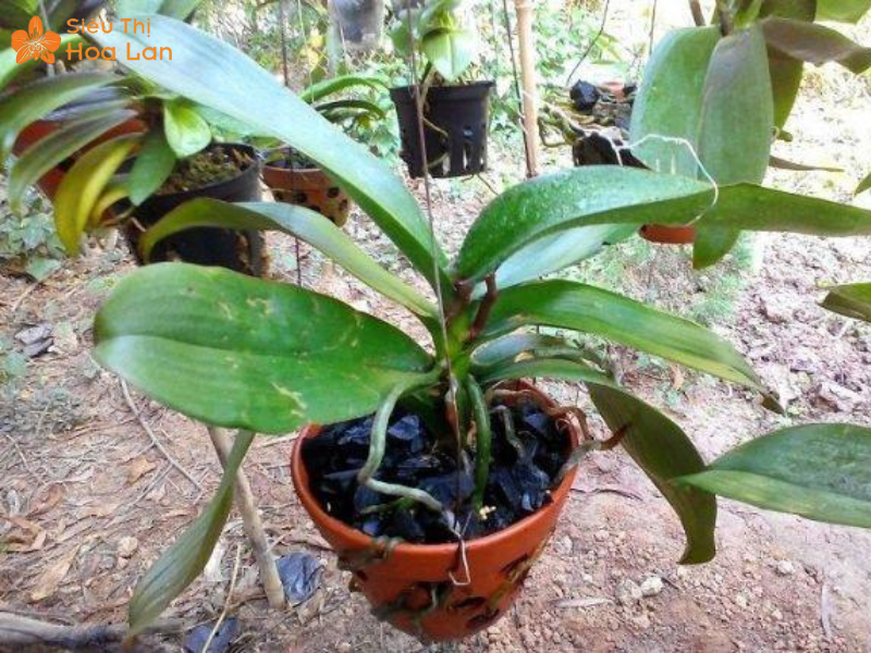 Chăm cây lan sau kích ra hoa