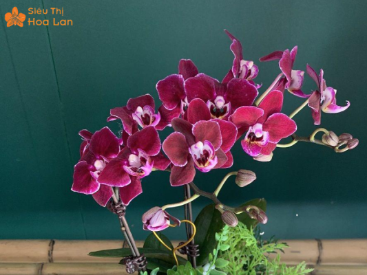 Lưu ý khi kích tuổi ra hoa