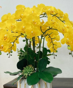 Nét đẹp cành lan vàng